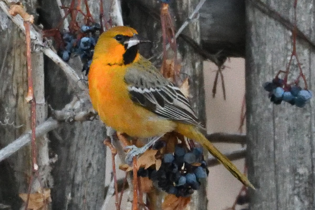 Streak-backed Oriole - ML626595176