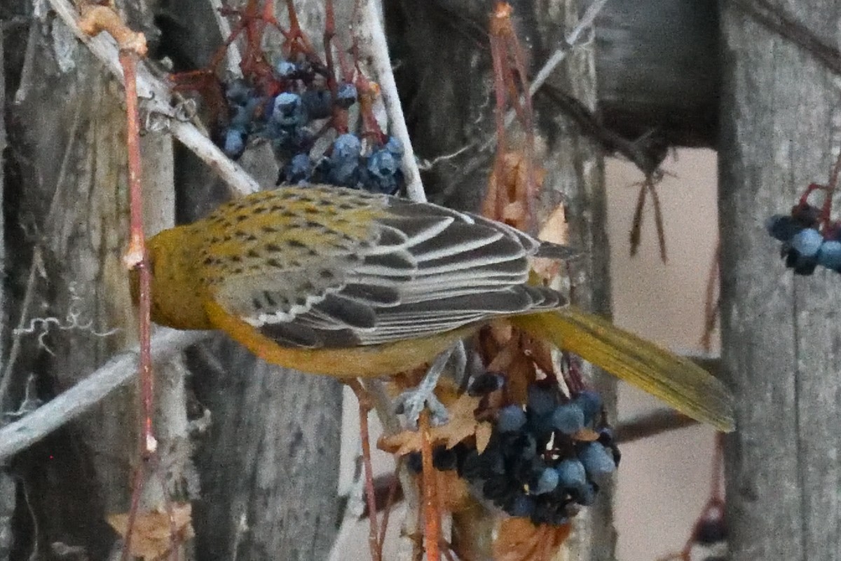 Streak-backed Oriole - ML626595185