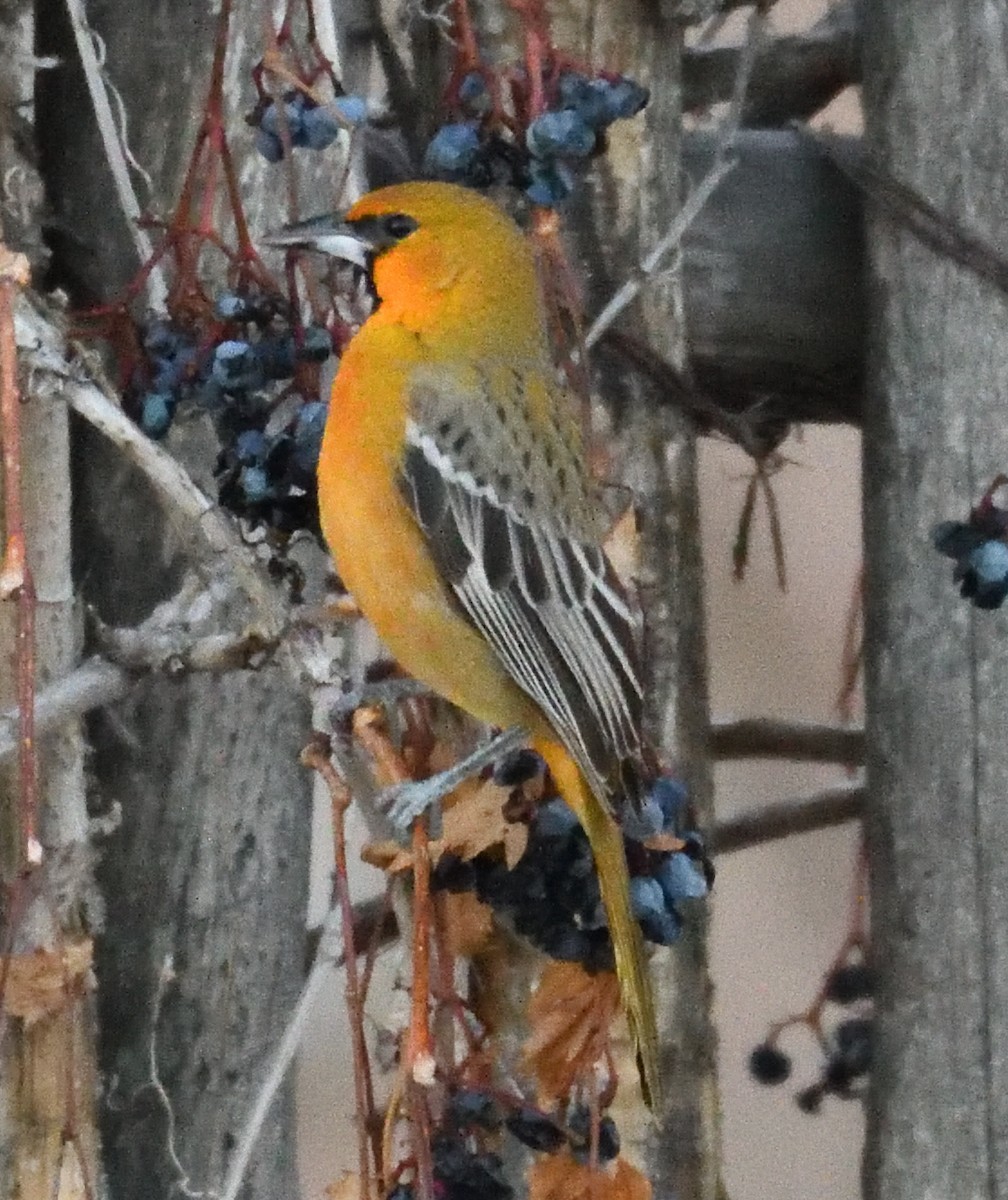 Streak-backed Oriole - ML626595190