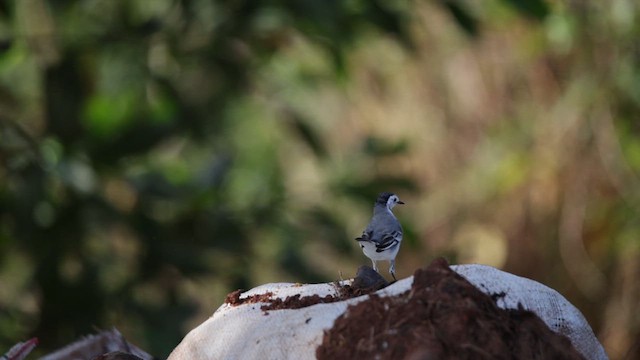 linerle - ML626595235