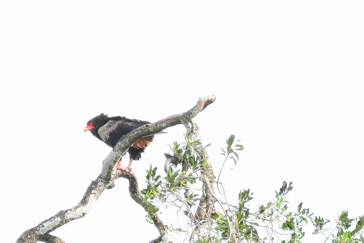 Bateleur - ML626595435