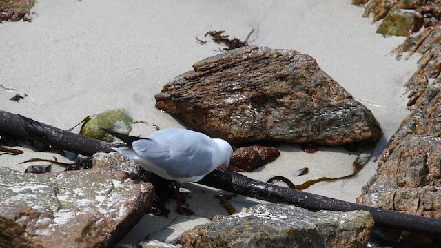 Hartlaub's Gull - ML626595591