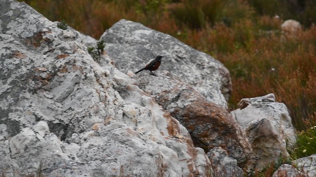Cape Rockjumper - ML626595633
