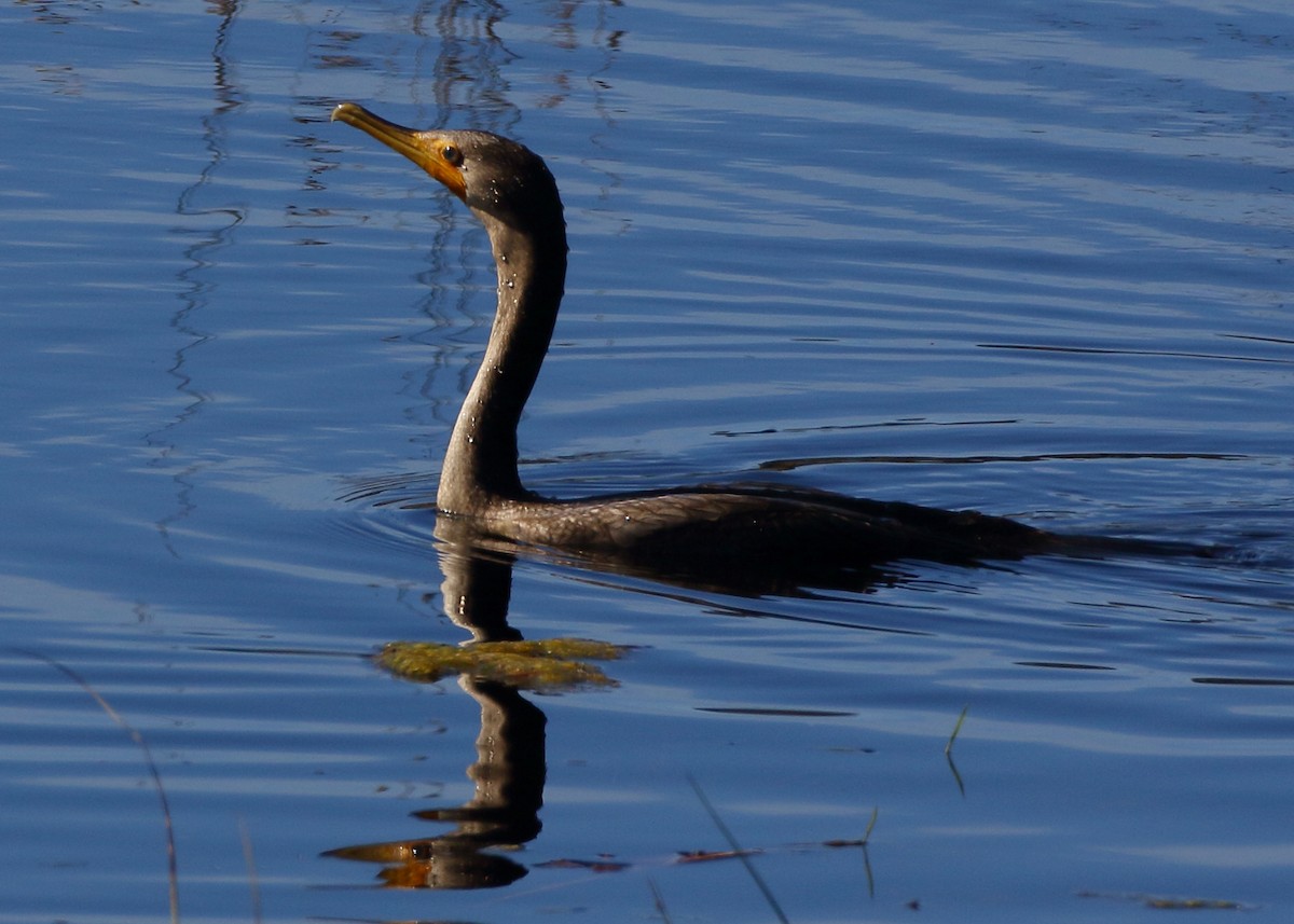 Double-crested Cormorant - ML626595686