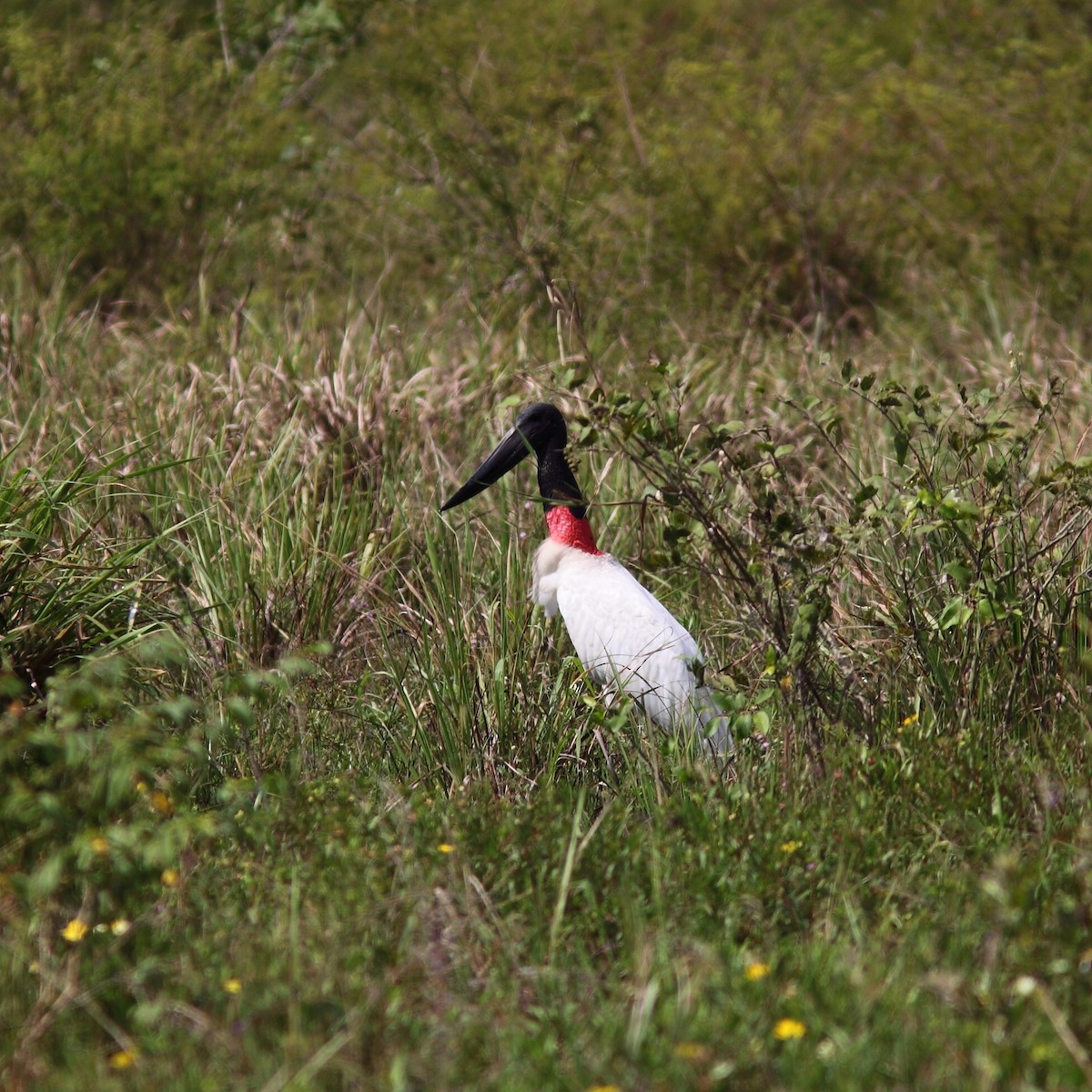 Jabiru - ML626595699