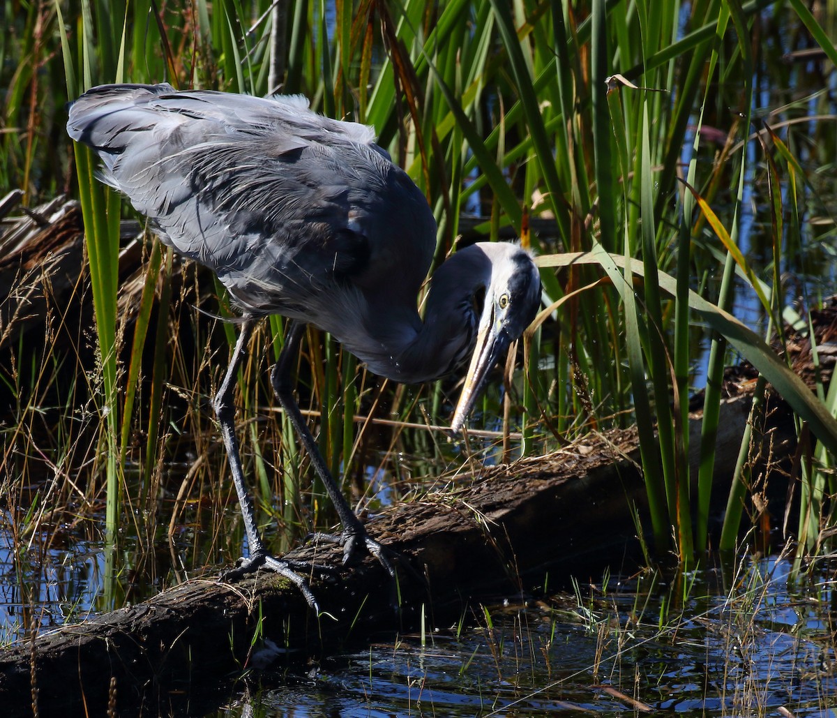 Great Blue Heron - ML626595709