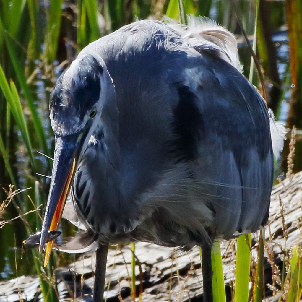 Great Blue Heron - ML626595713