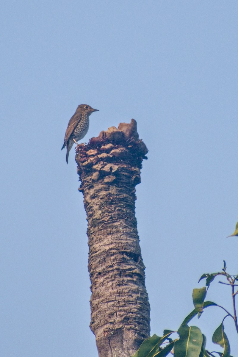 Blue-capped Rock-Thrush - ML626595826