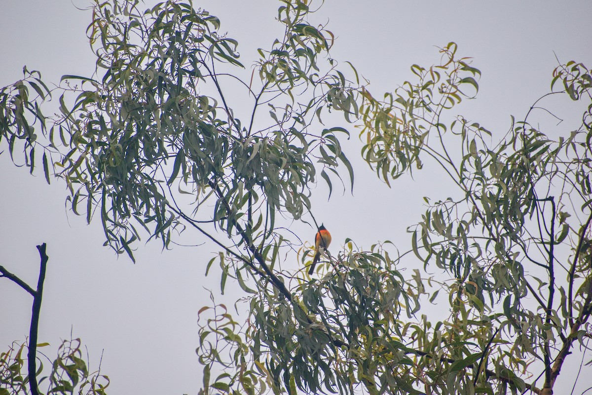 Small Minivet - ML626595963