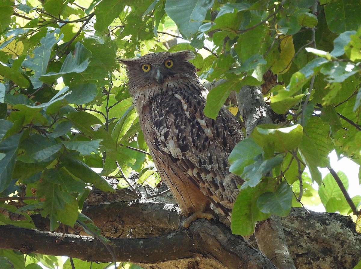 Brown Fish-Owl - ML626595996