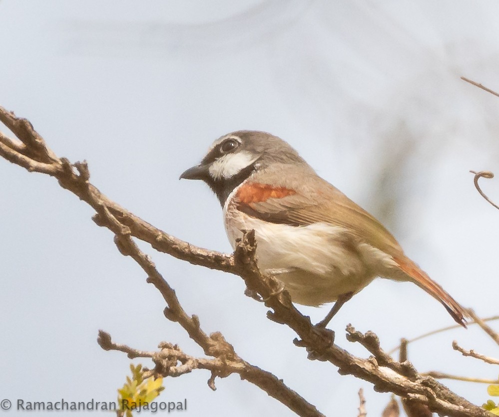 Red-tailed Vanga - ML626596159