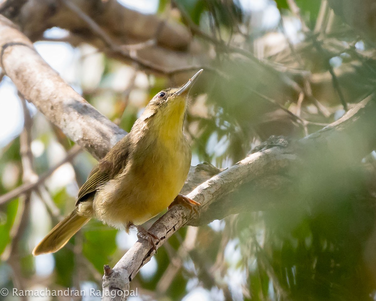 Long-billed Bernieria - ML626596164