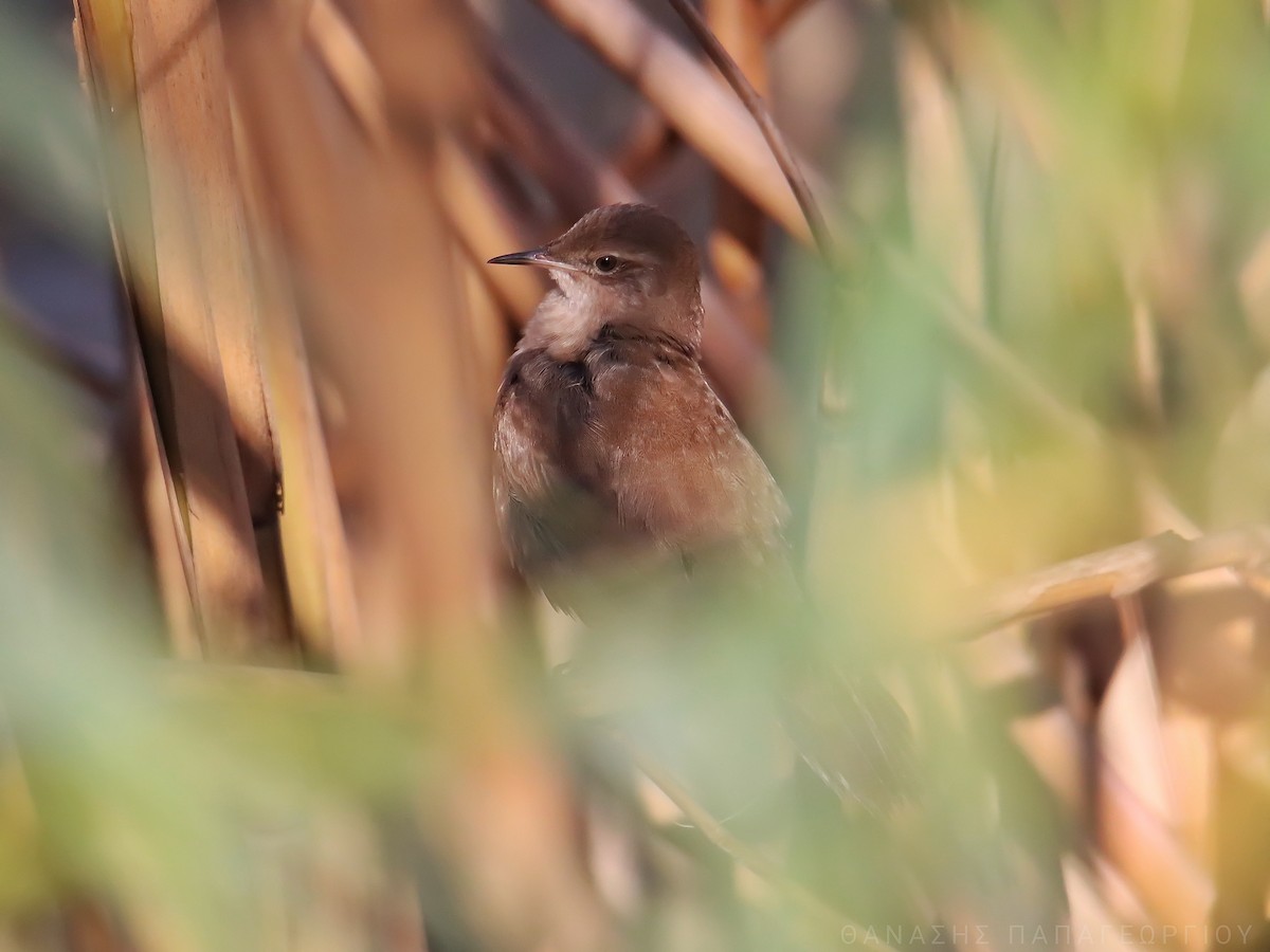 Savi's Warbler - ML626596183