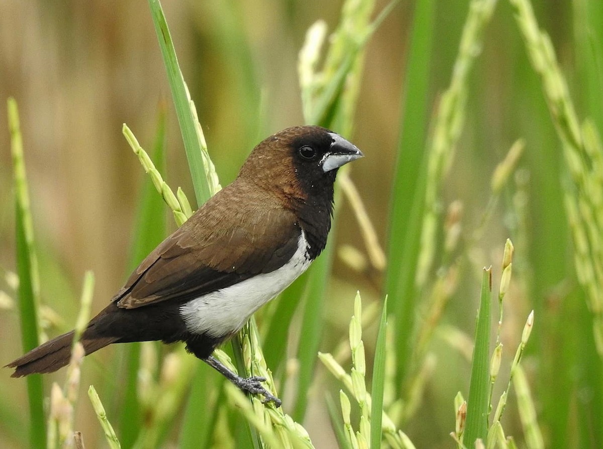 Javan Munia - ML626596186