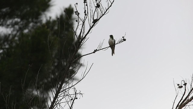 Klaas's Cuckoo - ML626596375