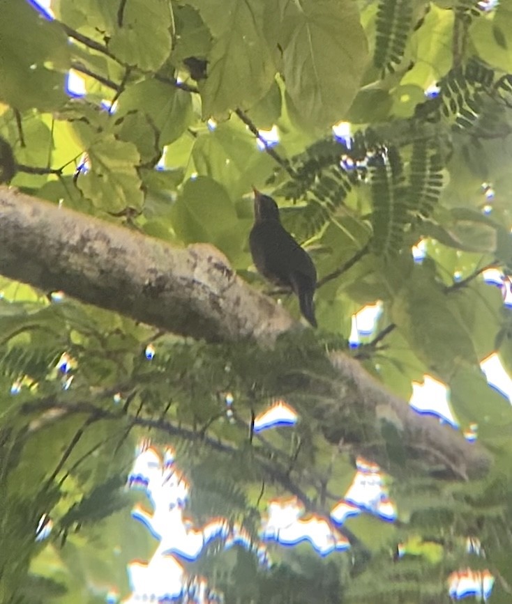 Chinese Blackbird - ML626596414