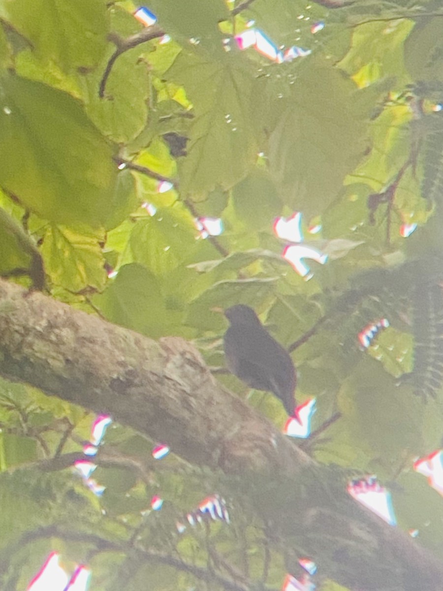 Chinese Blackbird - ML626596415