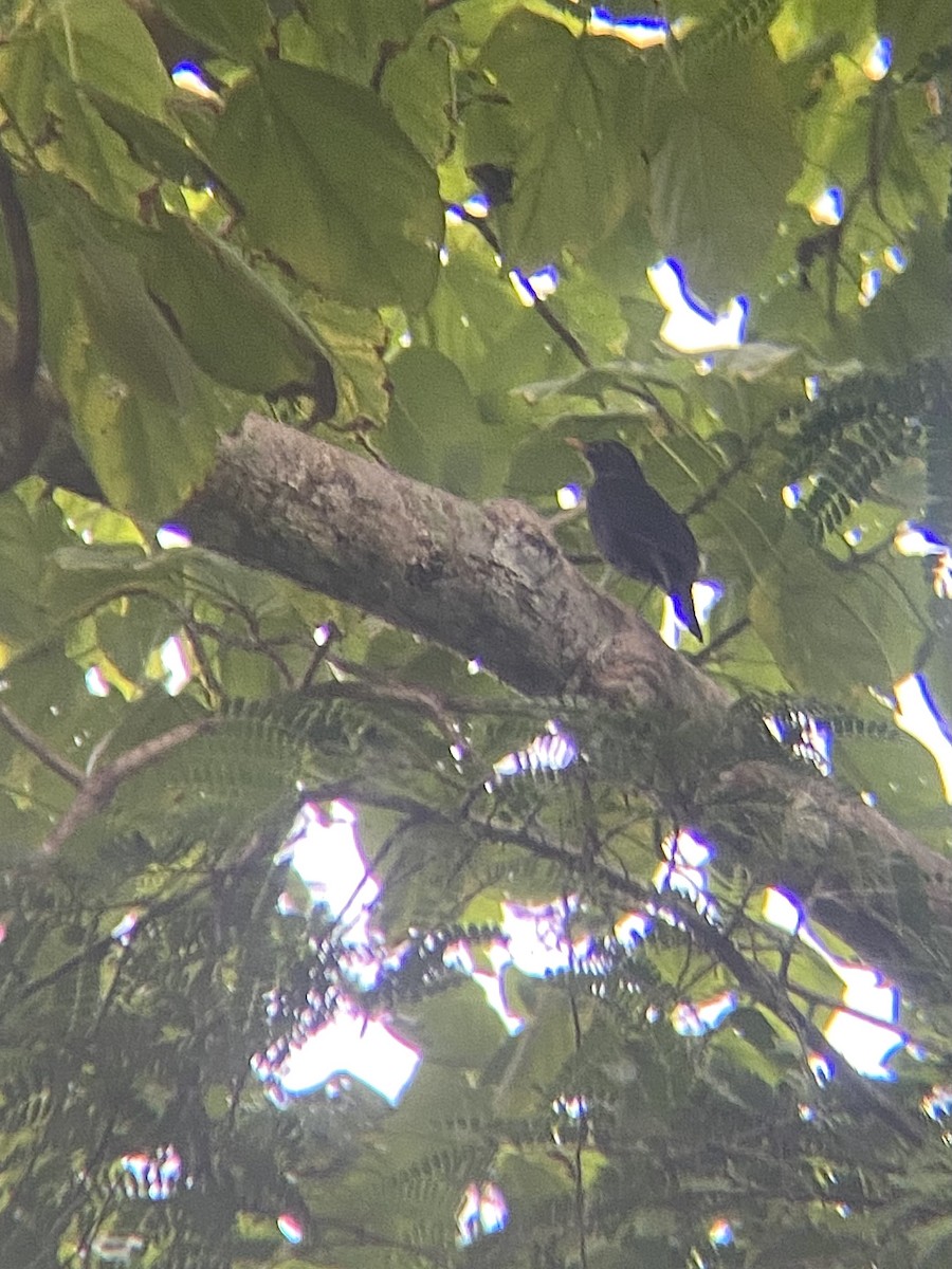 Chinese Blackbird - ML626596416