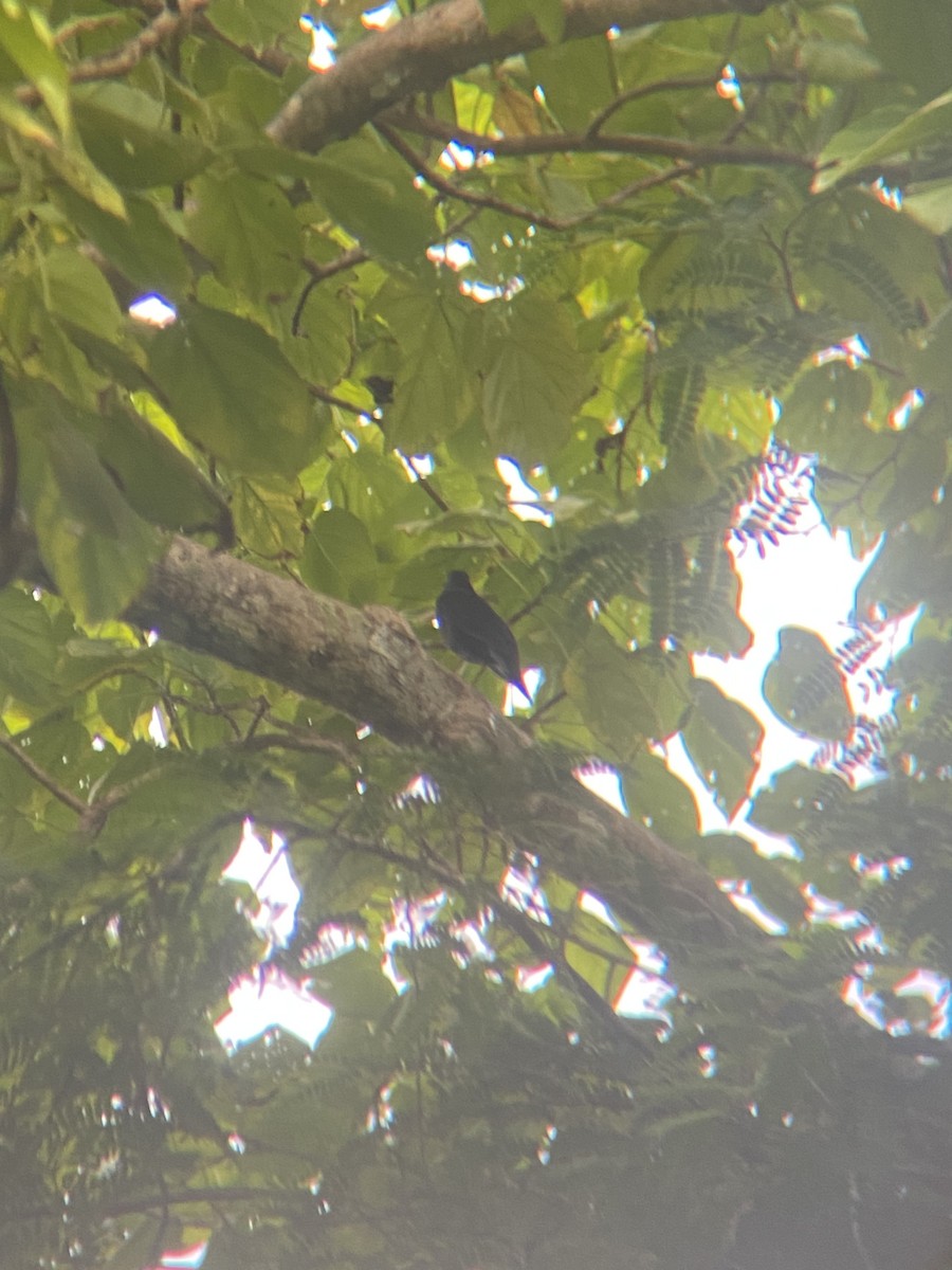 Chinese Blackbird - ML626596417