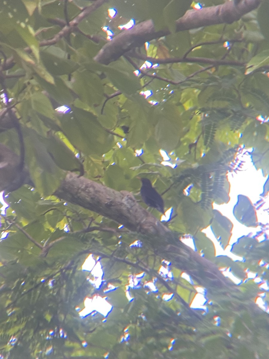 Chinese Blackbird - ML626596418