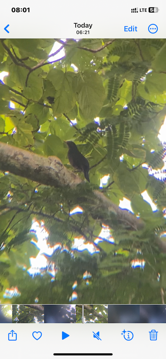 Chinese Blackbird - ML626596419