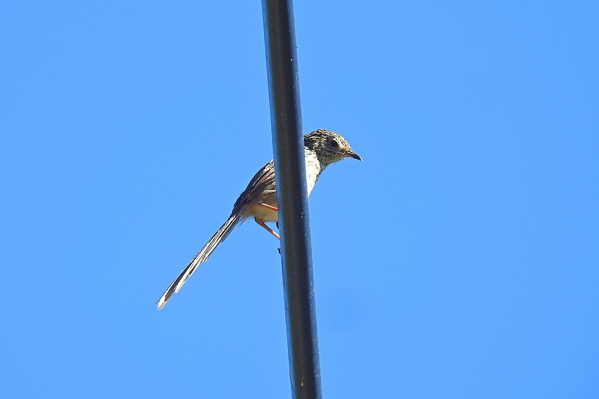 Striped Prinia - ML626596757