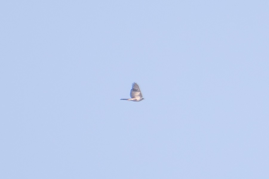 African Goshawk (Southern) - ML626596840