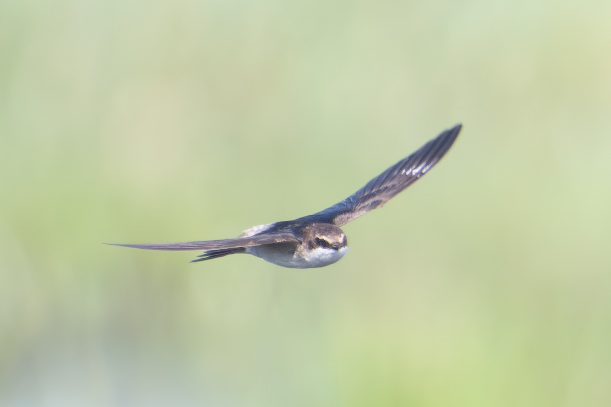 Gray-rumped Swallow - ML626596860