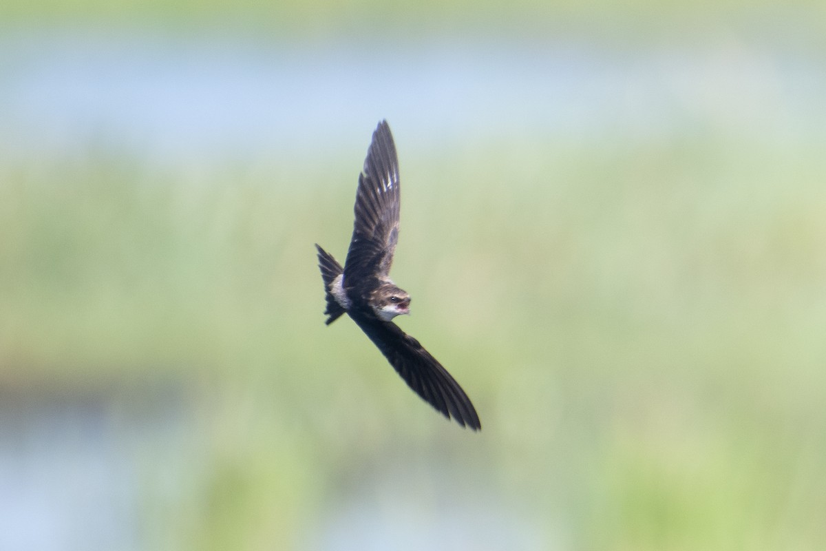 Gray-rumped Swallow - ML626596861