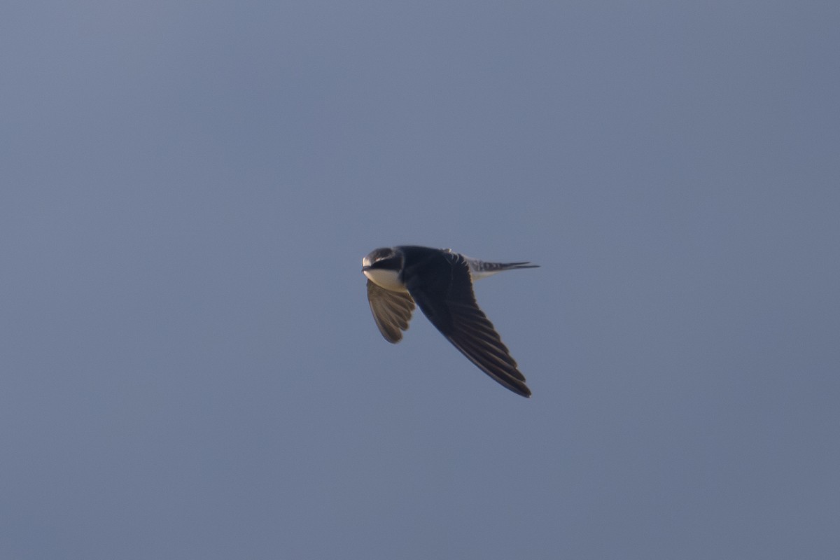 Gray-rumped Swallow - ML626596870