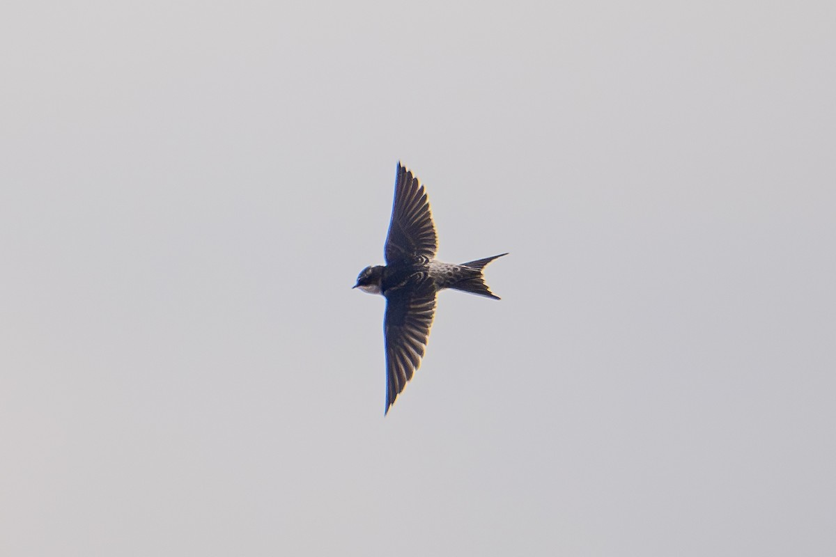 Gray-rumped Swallow - ML626596871