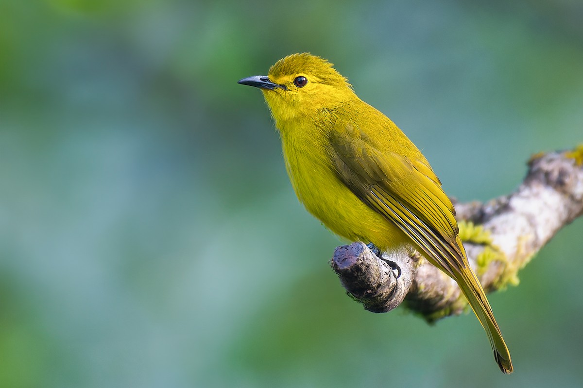 Bulbul Cejiamarillo - ML626596909