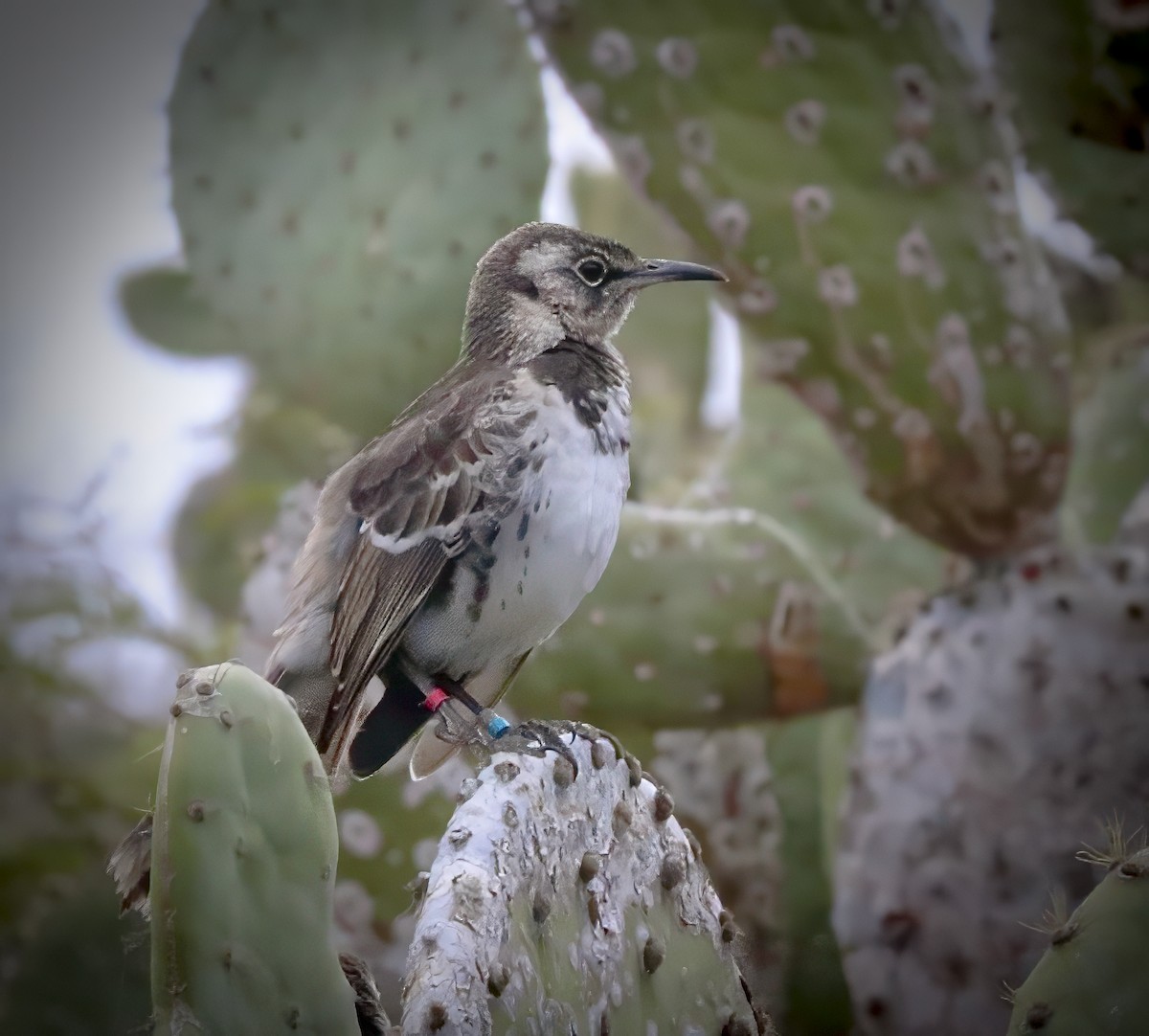 Floreana Mockingbird - ML626597163