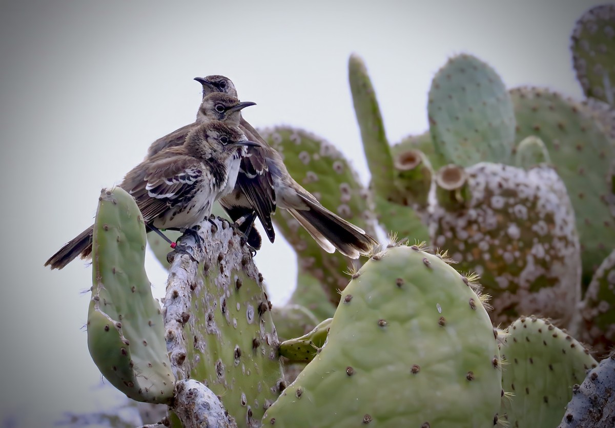 Floreana Mockingbird - ML626597173