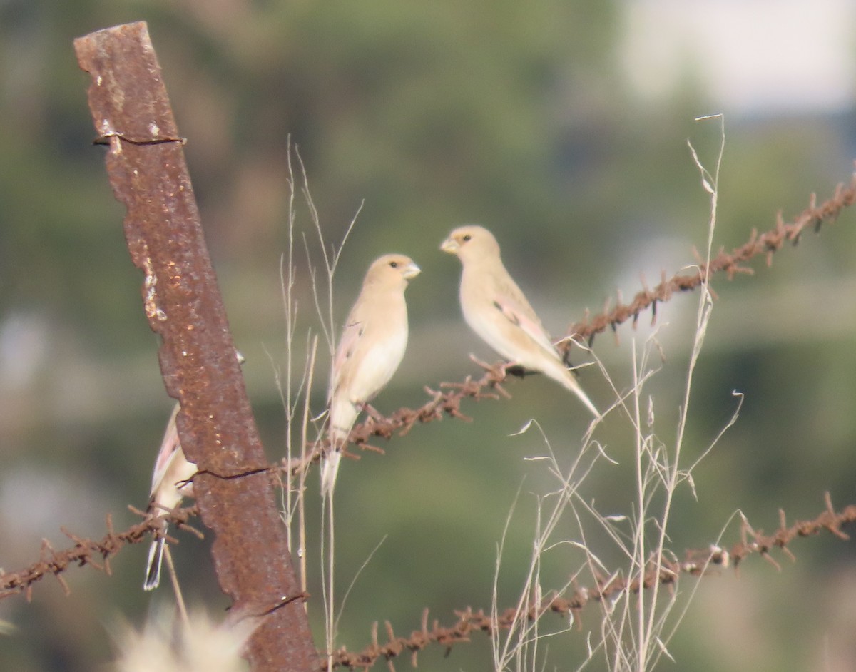 Desert Finch - ML626597268