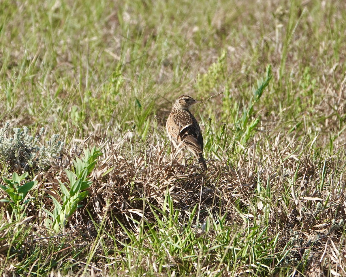 Plateau Lark - ML626597309