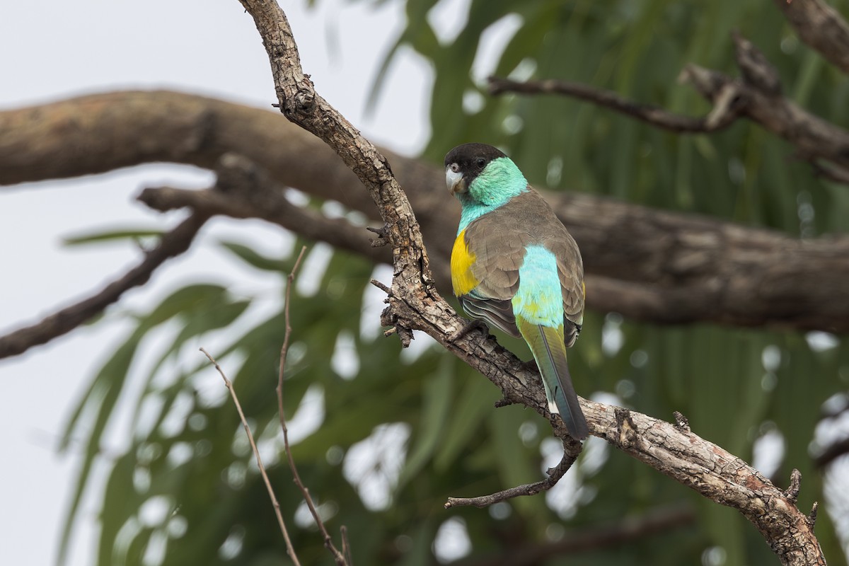 Hooded Parrot - ML626597584