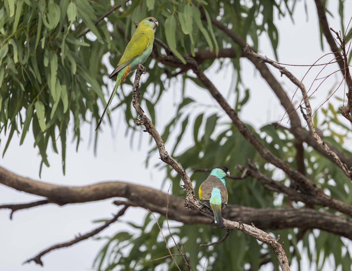 Hooded Parrot - ML626597585