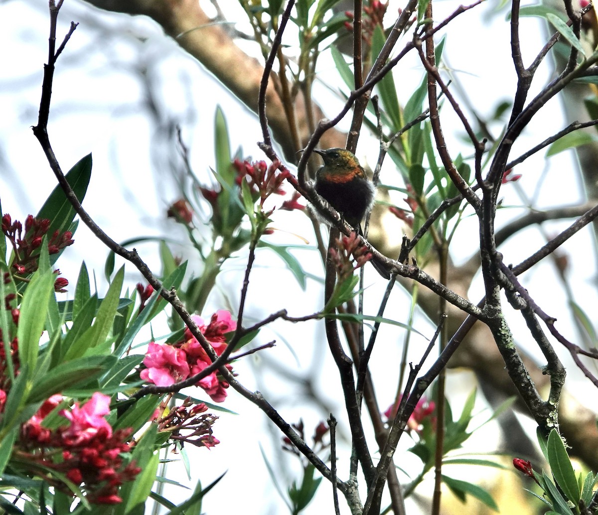 Bronze Sunbird - ML626597995