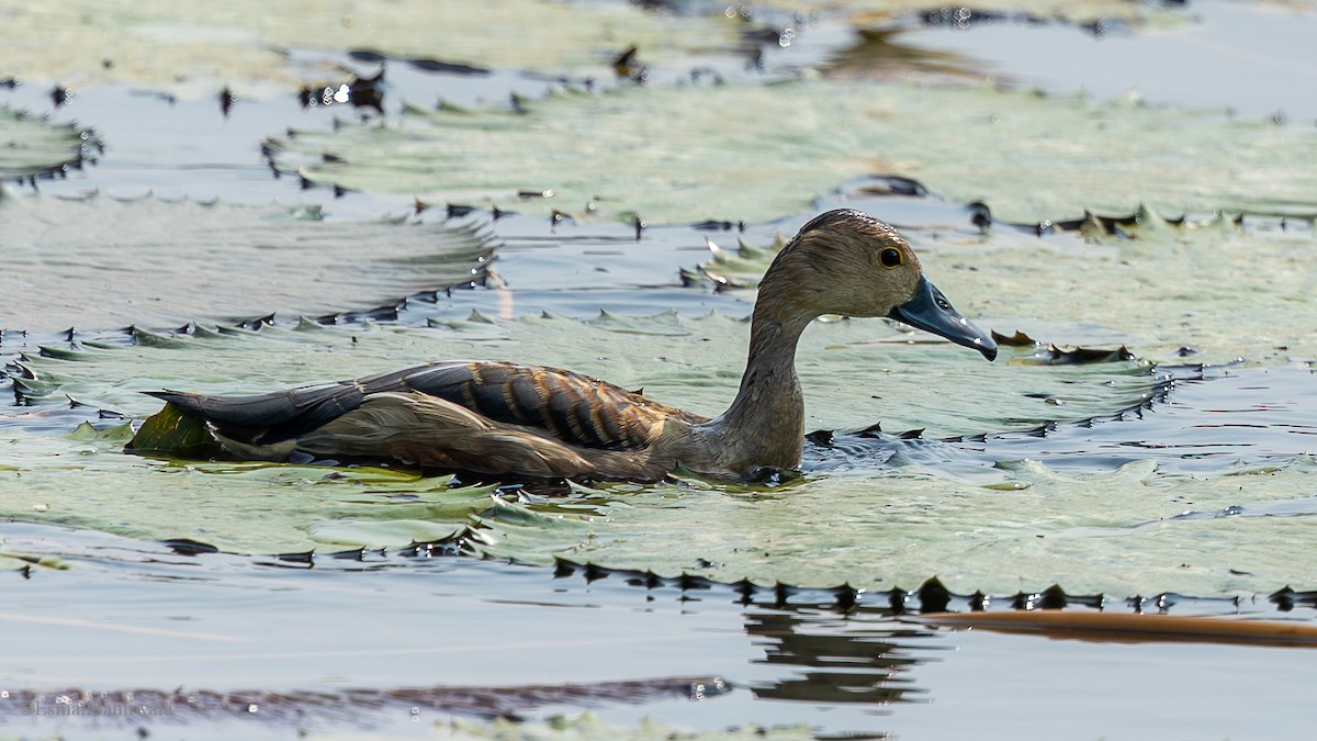Lesser Whistling-Duck - ML626598088