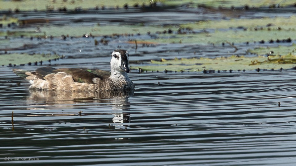 Cotton Pygmy-Goose - ML626598090