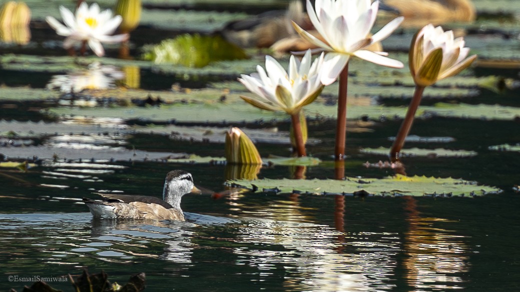 Cotton Pygmy-Goose - ML626598091