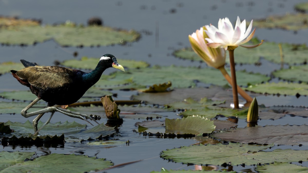 Bronze-winged Jacana - ML626598095