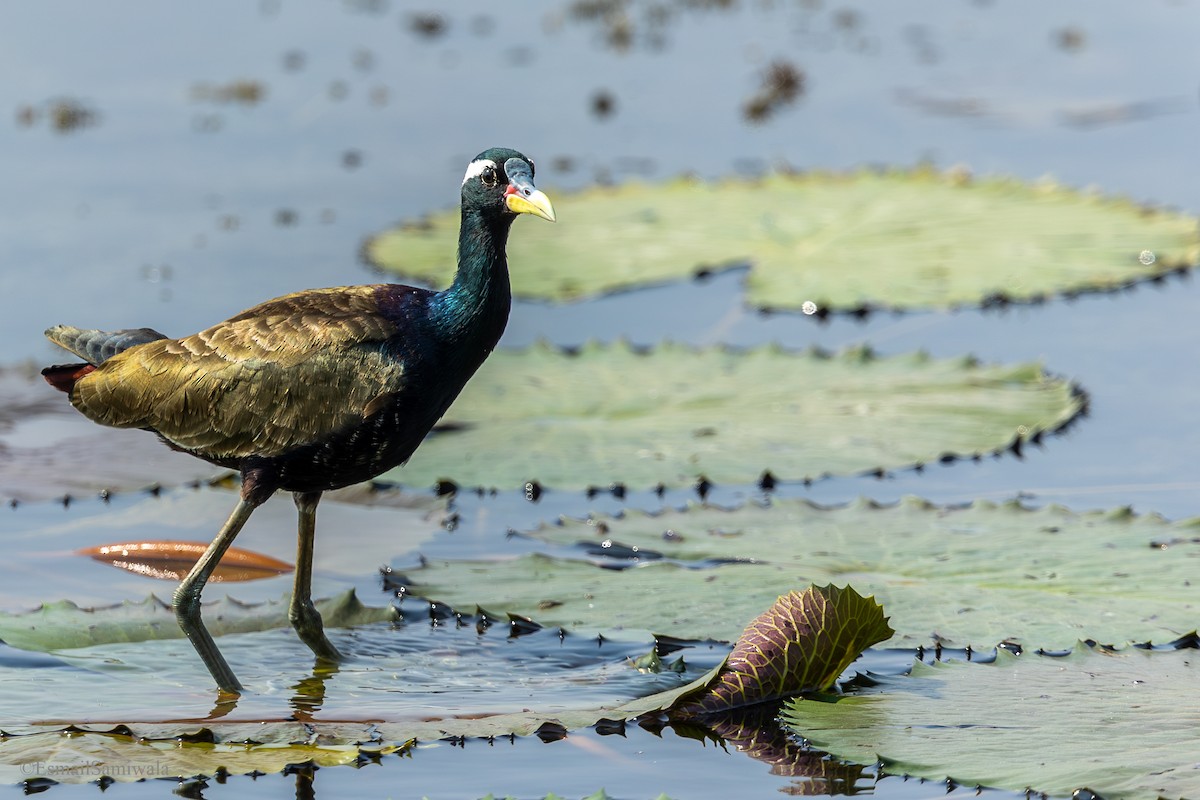 Bronze-winged Jacana - ML626598096