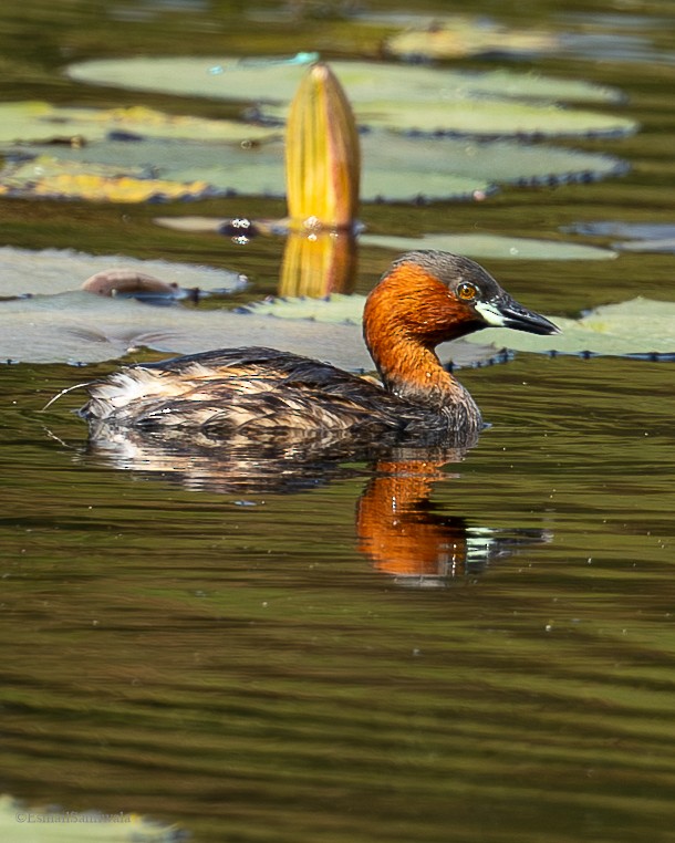 Little Grebe - ML626598097