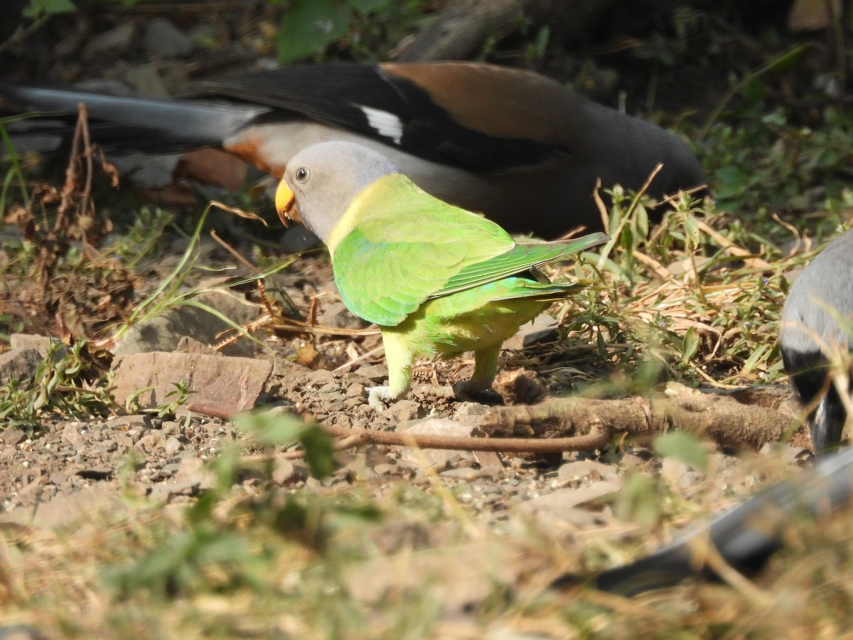 Slaty-headed Parakeet - ML626598310