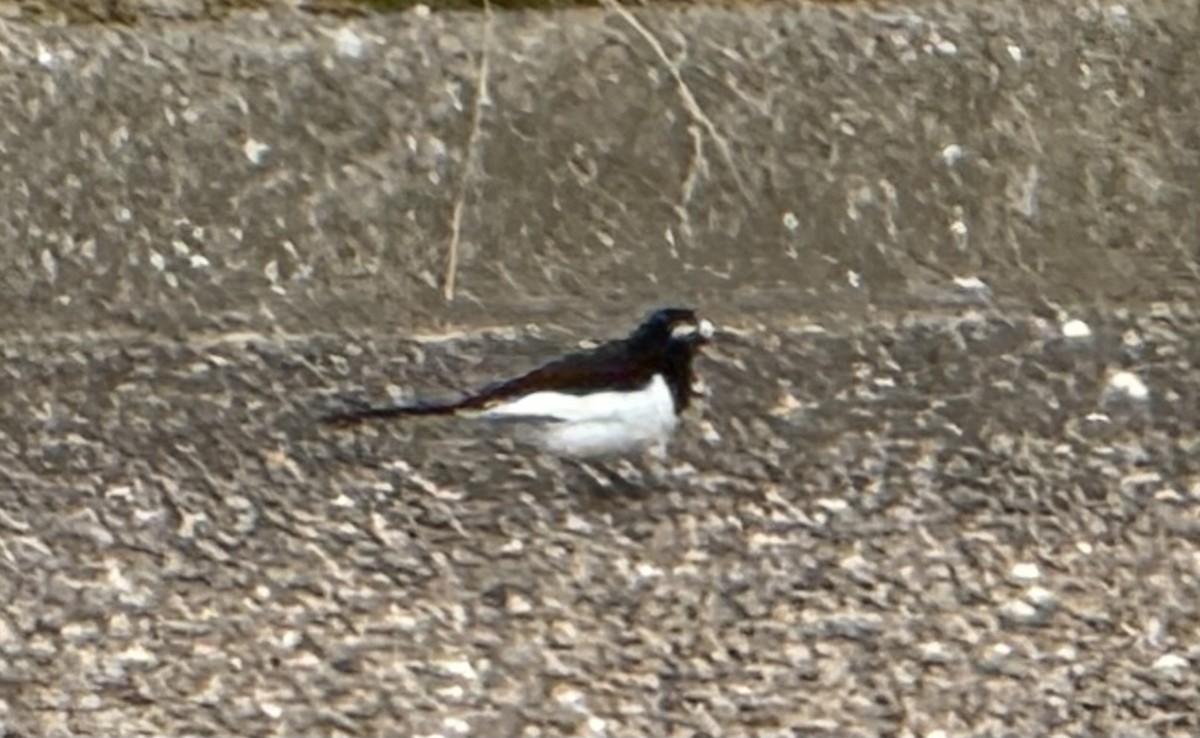 Japanese Wagtail - ML626598454