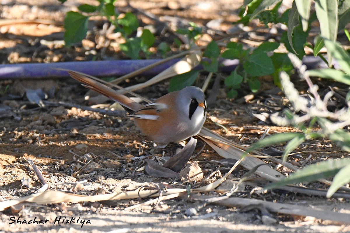 Bearded Reedling - ML626598468
