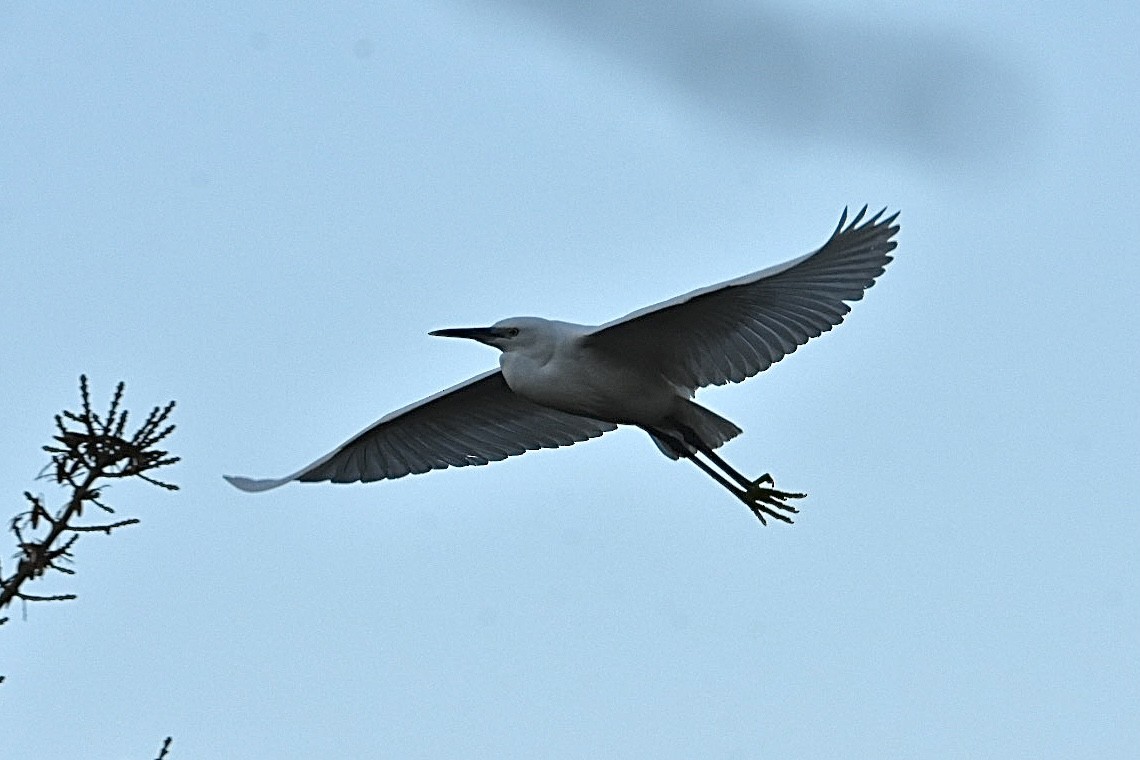 Little Egret - ML626598509