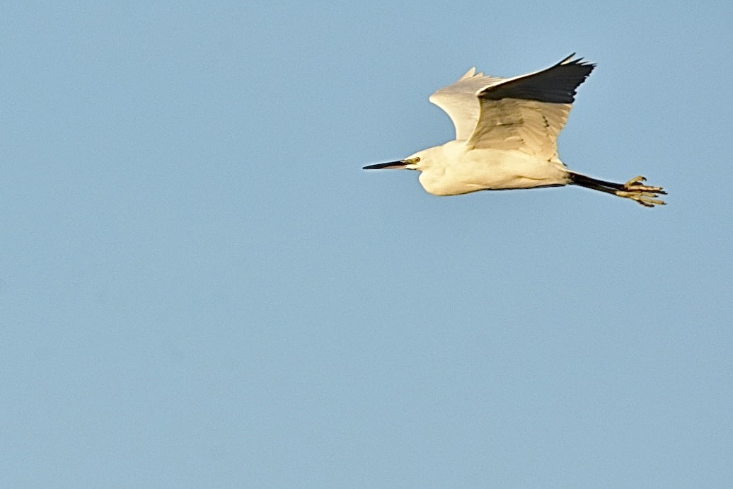 Little Egret - ML626598510